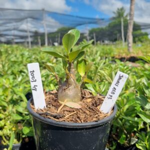 2003 49 Arabicum Javali Red f3