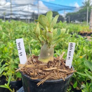 2003 44 Arabicum Odin Red f3