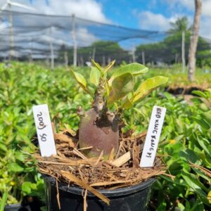 2003 50 Arabicum Red King Kong F3