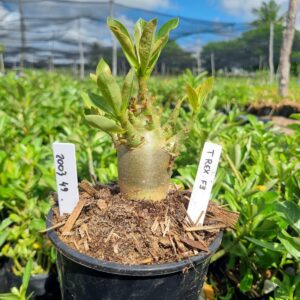 2003 49 Arabicum T Rex F3