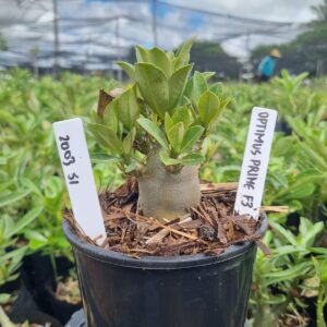 2003 51 Arabicum Optimus Prime F3