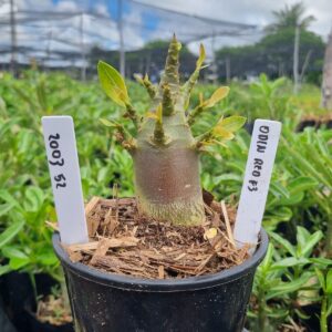 2003 52 Arabicum Odin Red f3