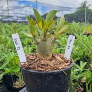 2003 43 Arabicum T Rex F3