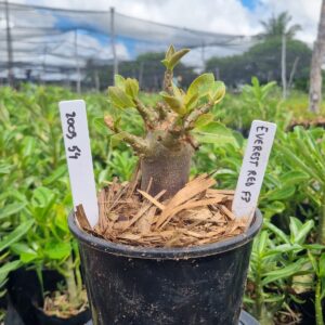 2003 54 Arabicum Everest F3