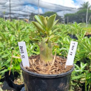 2003 55 Arabicum T Rex F3