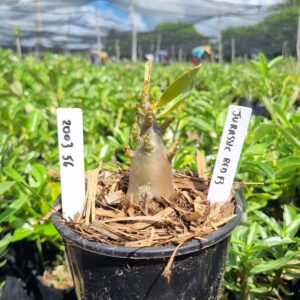 2003 56 Arabicum Jurassic F3