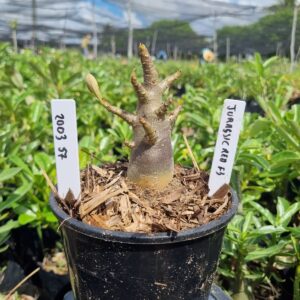 2003 57 Arabicum Jurassic F3