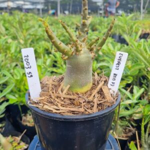 2003 53 Arabicum Everest F3