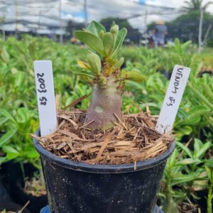 2003 59 Arabicum ? F3