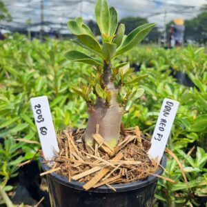 2003 60 Arabicum Odin Red f3