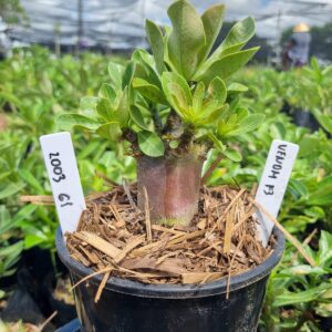 2003 61 Arabicum Venom F3