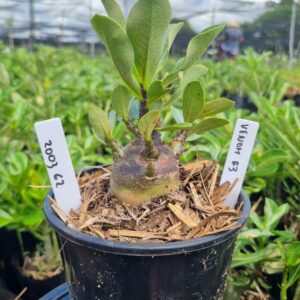 2003 02 Arabicum Venom F3