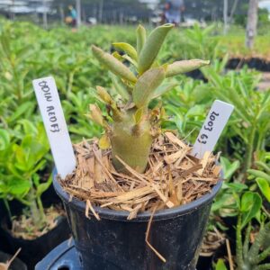 2003 63 Arabicum Odin Red f3