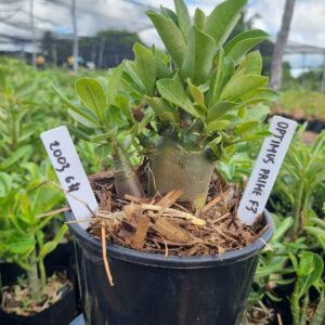 2003 24 Arabicum Optimus Prime F3