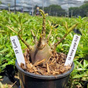 2003 63 Arabicum Red King Kong F3