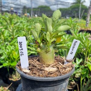 2003 06 Arabicum Poseidon F3