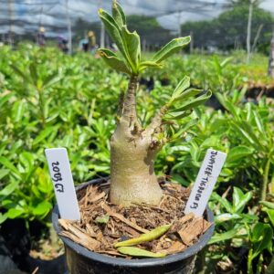 2003 07 Arabicum Jupiter Tigrada F3