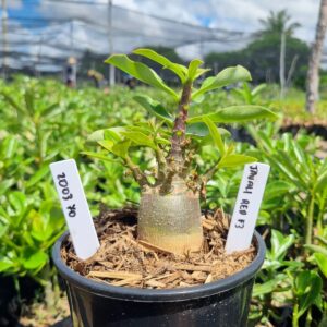 2003 40 Arabicum Javali Red f3