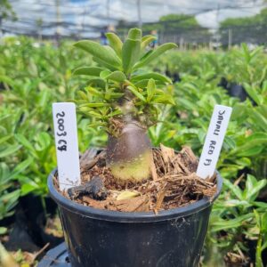 2003 49 Arabicum Javali Red f3