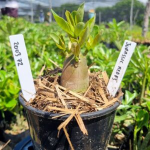 2003 72 Arabicum Jurassic F3