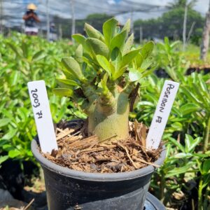 2003 71 Arabicum Red Poseidon f3