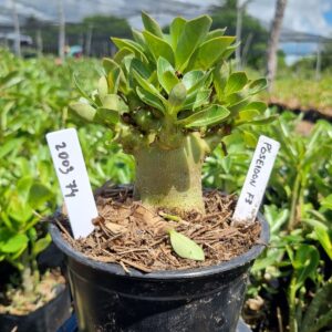 2003 14 Arabicum Red Poseidon f3