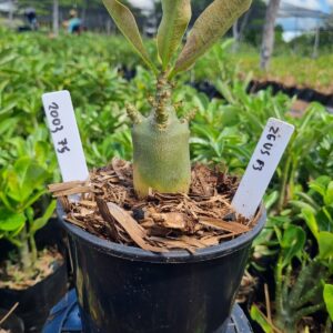 2003 75 Arabicum Zeus f3