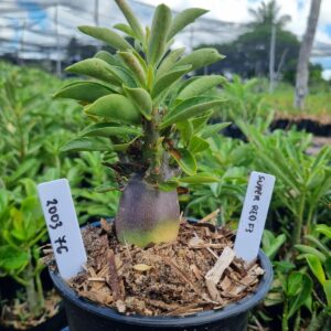 2003 47 Arabicum Hulk Super F3