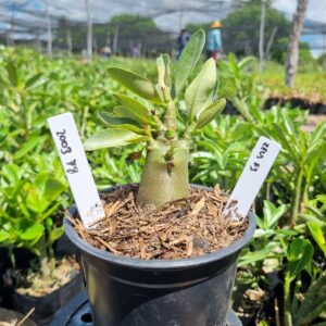 2003 87 Arabicum Zeus F3