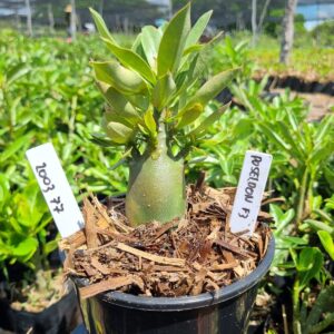 2003 77 Arabicum Red Poseidon f3