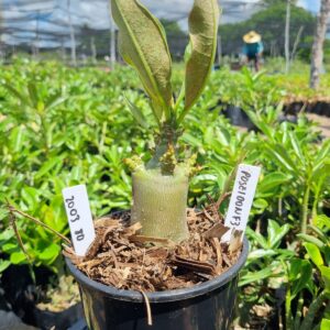 2003 10 Arabicum Red Poseidon f3