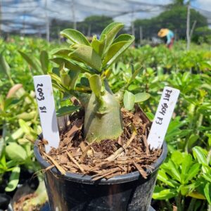 2003 81 Arabicum Fat boy F3