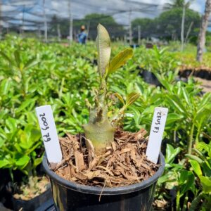 2003 79 Arabicum Zeus f3