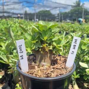 2003 12 Arabicum Fat boy F3