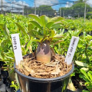 2003 87 Arabicum Javali Red f3