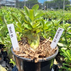 2003 15 Arabicum Red Poseidon f3