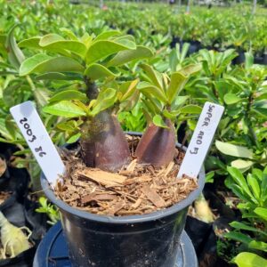 2003 86 Arabicum Hulk Super F3