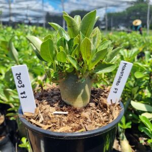 2003 13 Arabicum Minotauro f3