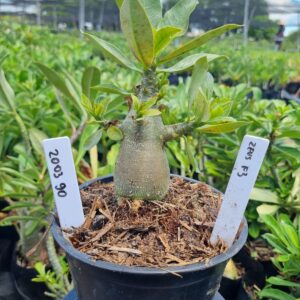 2003 90 Arabicum Zeus f3