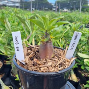 2003 87 Arabicum Javali Red f3