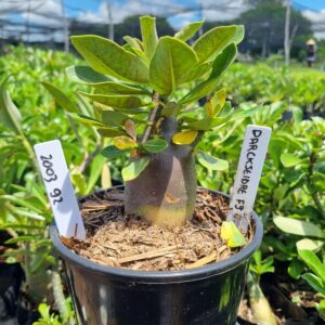 2003 92 Arabicum Darckseid Red f3