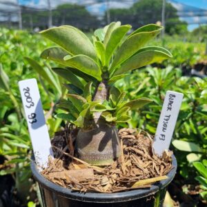 2003 93 Arabicum Black tyson F3