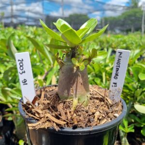 2003 91 Arabicum Minotauro f3