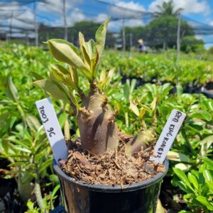 2003 96 Arabicum Red King Kong F3