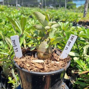 2003 91 Arabicum Fat boy F3