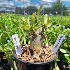 2003 94 Arabicum Javali Red f3