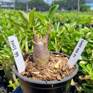 2003 99 Arabicum Hulk Red f3