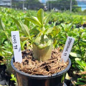 2003 98 Arabicum Spartacus F3