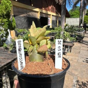 2603 127 Arabicum Braquiossauro F3