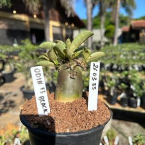 2603 33 Arabicum Odin Black F3